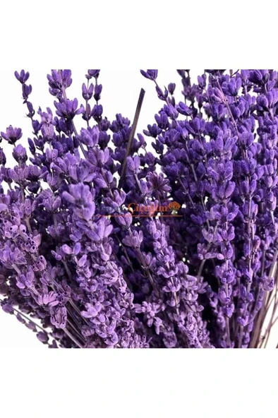 Naturel Doğal Kurutulmuş Lavanta Demeti 40-50 Cm 5 Adet - 2