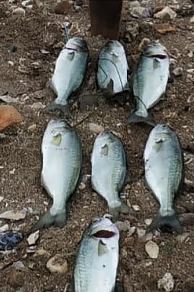 S.F. Sardalya Jig 22g - Sahte Yem Kaşık Rapala -Levrek, Palamut, Lüfer, Çinekop, Turna İçin En İyi Glow Jig Yem - 3