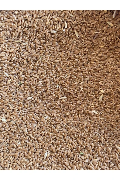 Buğday Yemlik Buğday 25kg - 2