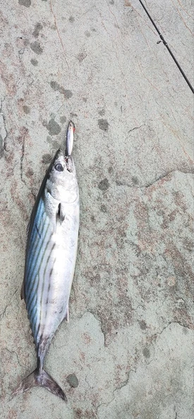 S.F. Sardalya Jig 29g - Sahte Yem Kaşık Rapala -Levrek, Palamut, Lüfer, Çinekop, Turna İçin En İyi Glow Jig Yem - 3
