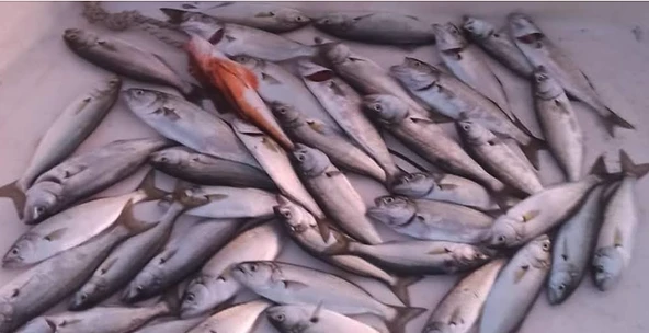 S.F. Sardalya Jig 29g - Sahte Yem Kaşık Rapala -Levrek, Palamut, Lüfer, Çinekop, Turna İçin En İyi Glow Jig Yem - Resim 4