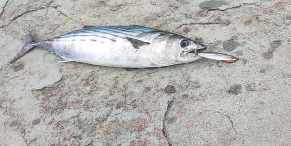 S.F. Sardalya Jig 34g - Sahte Yem Kaşık Rapala -Levrek, Palamut, Lüfer, Çinekop, Turna İçin En İyi Glow Jig Yem - Resim 6