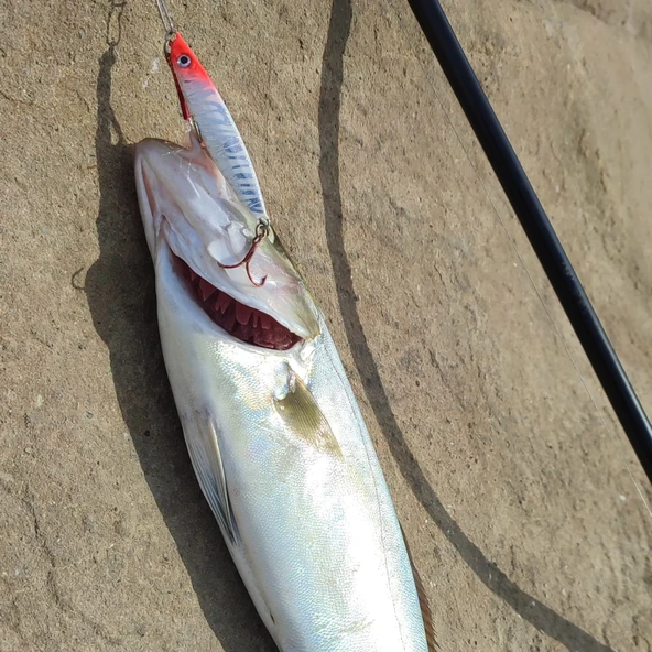 S.F. Sardin Jig 22g - Sahte Yem Kaşık Rapala -Levrek, Palamut, Lüfer, Çinekop, Turna Jig Yem -Zebra Glow - 3