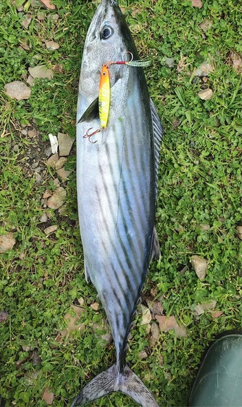 S.F. Sardin Jig 29g - Sahte Yem Kaşık Rapala -Levrek, Palamut, Lüfer, Çinekop, Turna Jig Yem -Zebra Glow - 5
