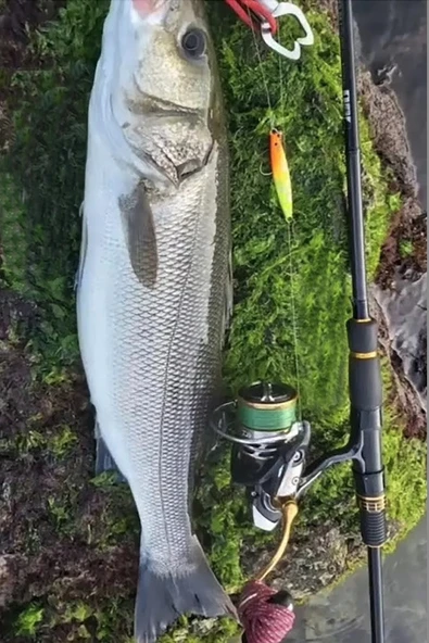S.F. Sardin Jig 29g - Sahte Yem Kaşık Rapala -Levrek, Palamut, Lüfer, Çinekop, Turna Jig Yem -Zebra Glow - 6