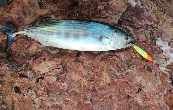S.F. Sardin Jig 29g - Sahte Yem Kaşık Rapala -Levrek, Palamut, Lüfer, Çinekop, Turna Jig Yem -Zebra Glow - 3