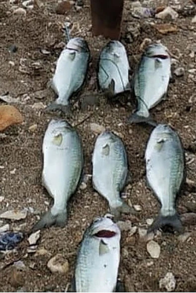 S.F. Sardin Jig 29g - Sahte Yem Kaşık Rapala -Levrek, Palamut, Lüfer, Çinekop, Turna Jig Yem -Zebra Glow - Resim 4