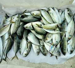 S.F. Sardin Jig 29g - Sahte Yem Kaşık Rapala - Levrek, Palamut, Lüfer, Çinekop, Turna İçin En İyi Jig Yemi - Resim 3