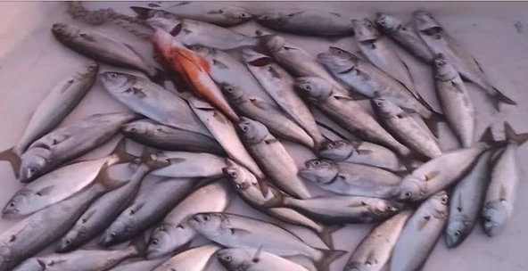 S.F. Sardin Jig 29g - Sahte Yem Kaşık Rapala - Levrek, Palamut, Lüfer, Çinekop, Turna İçin En İyi Jig Yemi - Resim 4