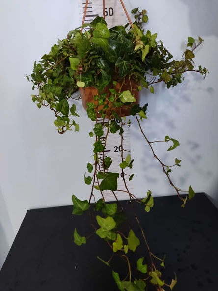 Hedera Helix (İngiliz Sarmaşığı) - Çekici ve Dayanıklı Tırmanıcı Bitki - 3