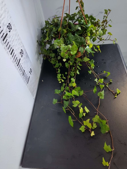 Hedera Helix (İngiliz Sarmaşığı) - Çekici ve Dayanıklı Tırmanıcı Bitki