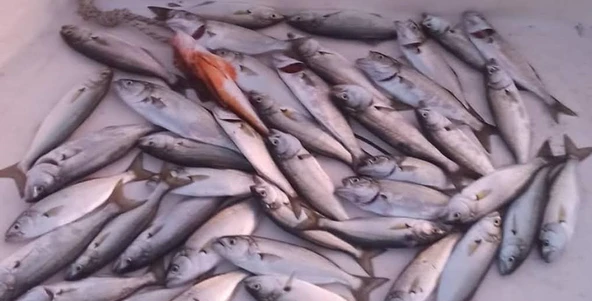 S.F. Shore Pro Jig 80g - Resim 4