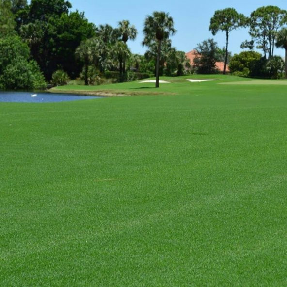 Bermuda Grass Çim Tohumu (Cynodon Dactylon) 10 Kg - 2