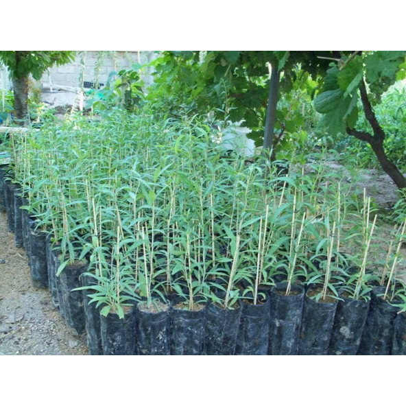 Gojiberry Fidanı TÜPLÜ 1 metre , 2 yaşında - 2
