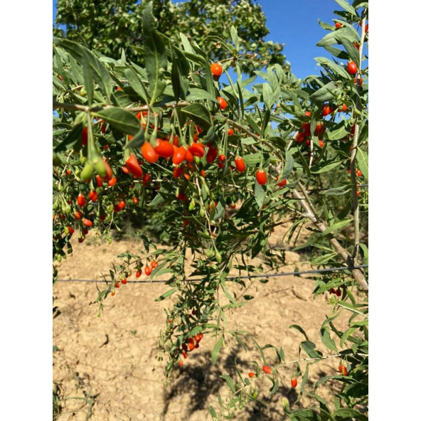 Gojiberry Fidanı TÜPLÜ 1 metre , 2 yaşında - 3