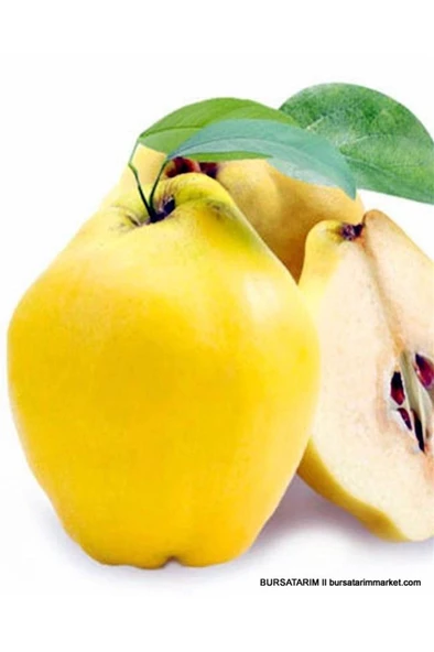 Limon Ekşi Ayva Fidanı Aşılı Açık Kök 40-80 cm