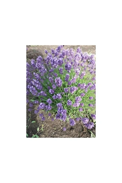 10 Kök Açık Köklü Intermedia Lavanta Fidanı - Resim 2