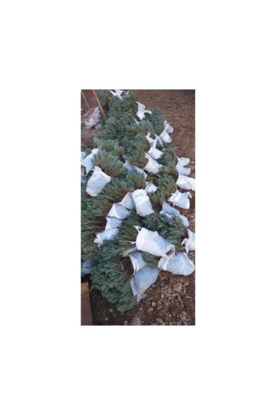 10 Kök Açık Köklü Intermedia Lavanta Fidanı - Resim 3