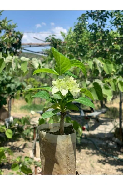 Mavi Ortanca Çiçeği Fidanı10-20 cm - 3