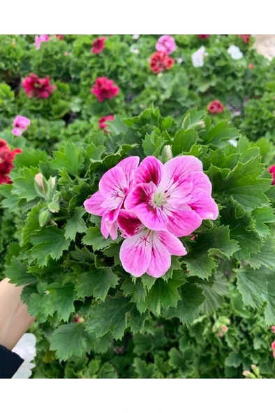 Ceylan Gözü Sardunya Çiçeği Fidanı 10-20 cm