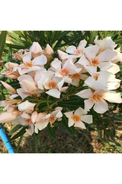 Krem Renk Zakkum Çiçegi Fidanı 2 Yaş 20-40 cm