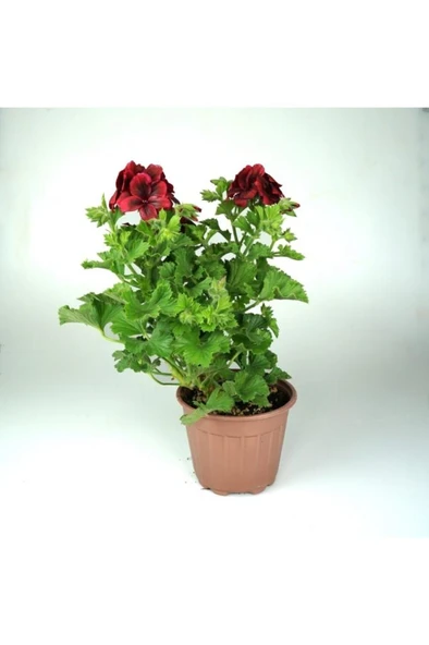 Pelargonium X Grandiflorum - Canan Sardunya Fidanı Kırmızı 10-20 cm ürün görseli