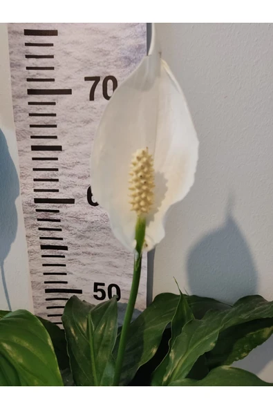 Barış çiçeği (Selam Çiçeiği, Peace Lilly, Spathiphyllum Wallisii ) - 2