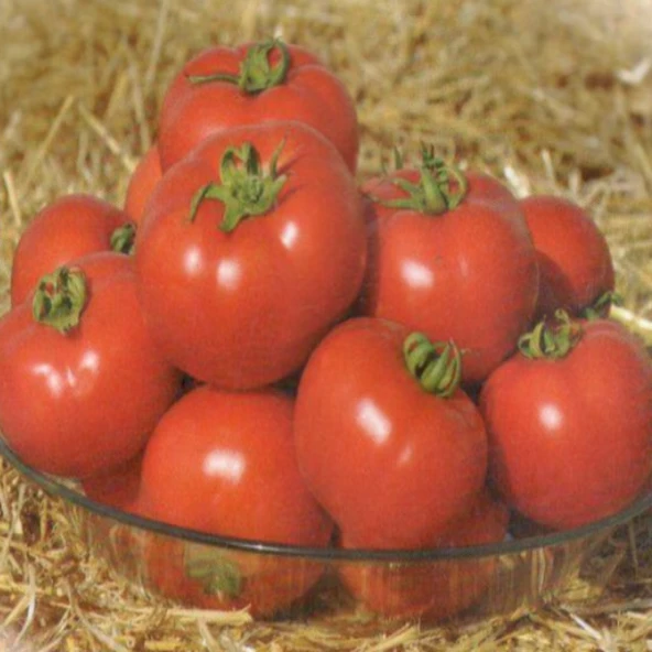 İri Meyveli Cabbar F1 Oturak Hibrit Domates Tohumu (10 tohum) ürün görseli