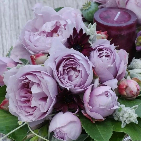 Tüplü Kordes Kokulu Yediveren Lavanta Mor Novalis Gülü Fidanı ürün görseli