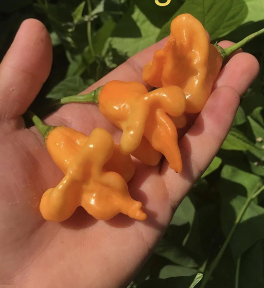 Turuncu Çan Biberi Bishops Crown Biber Tohumu (15 adet) ürün görseli