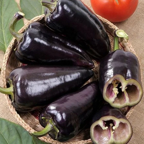 Ata Tohumları Geleneksel Black Knight Siyah Kapya Tatlı Biber Tohumu (15 adet)