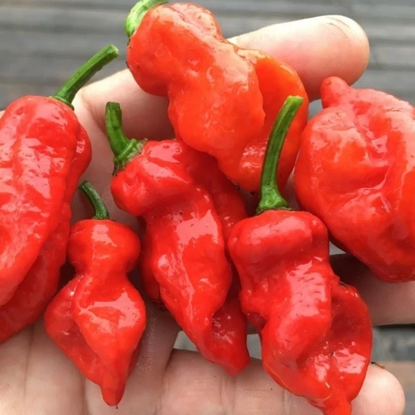 Geleneksel Zehir Gibi Acı Primo x İd Biber Tohumu (10 tohum) ürün görseli