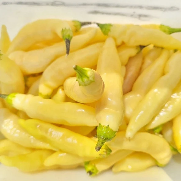 Geleneksel Zehir Gibi Blondie Çok Acı Biber Tohumu (10 tohum) ürün görseli