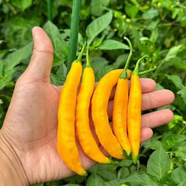 Geleneksel Zehir Gibi Acı Çok Acı Aji Guyana Chili Biber Tohumu (10 tohum) ürün görseli