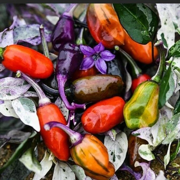 Ata Tohumları Doğal Jigsaw Acı Biber Tohumu (15 adet) ürün görseli