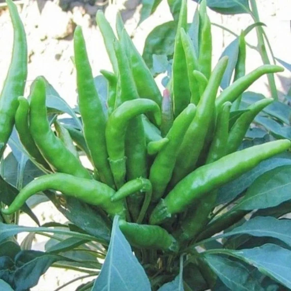 Geleneksel Five Finger Acı Süs Biberi Tohumu (70 adet) ürün görseli