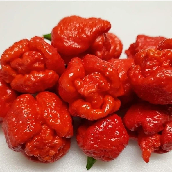 Trinidad Moruga Scorpion Akrep Biber Tohumu Dünyanın En Acı 2. Biberi Tohumu (4 tohum)