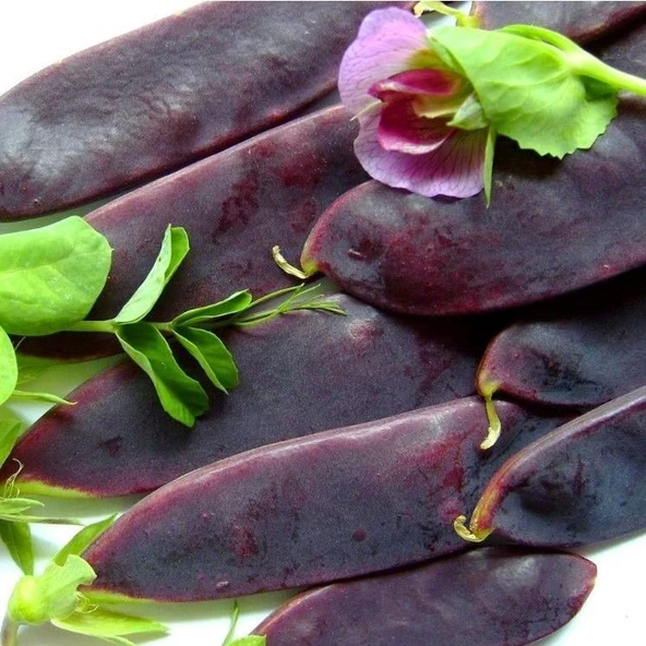 Geleneksel Şiraz Siyah Bezelye Tohumu (10 tohum) ürün görseli