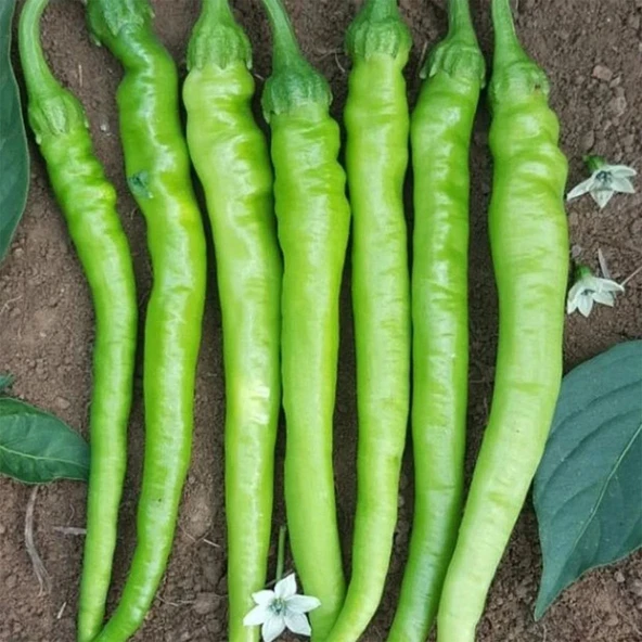 Geleneksel Ata Tohum Lezzetli Çetinel Tatlı Sivri Biber Tohumu (50 tohum) ürün görseli