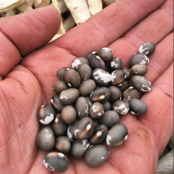 Geleneksel Kılçıksız Pellegrini Fasulye Tohumu (10 tohum) ürün görseli