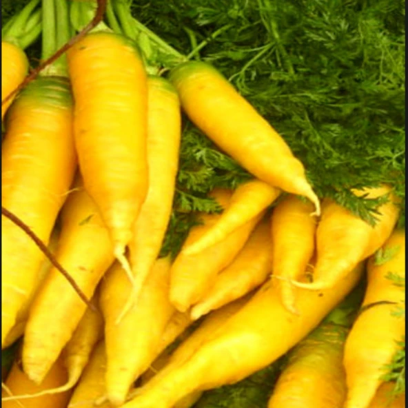 Geleneksel Doğal Solar Yellow Havuç Tohumu (50 tohum) ürün görseli