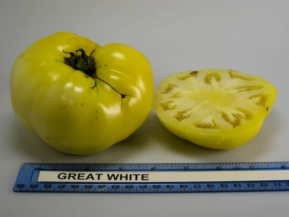 Doğal Great White Domates Tohumu (20 adet)