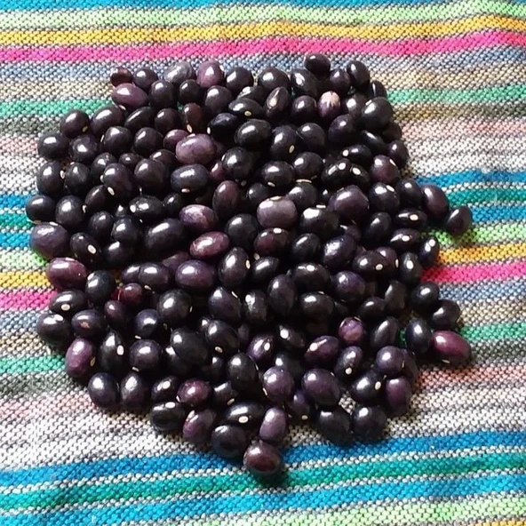 Geleneksel Ata Tohumları Poletschka Fasulye Tohumu (10 tohum) ürün görseli