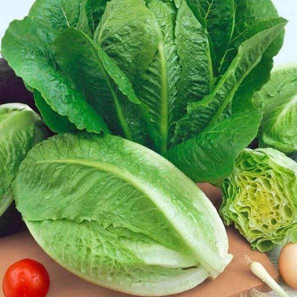 Gelenesel Tohum Paris İsland Marul Tohumu (100tohum) ürün görseli