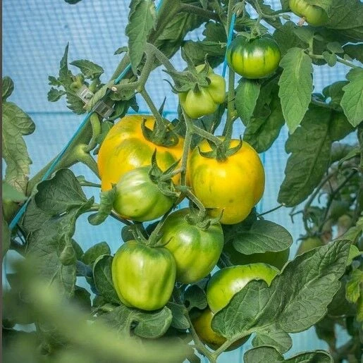 İllusia Sarı Etli Domates Tohumu (15 tohum) - Resim 2