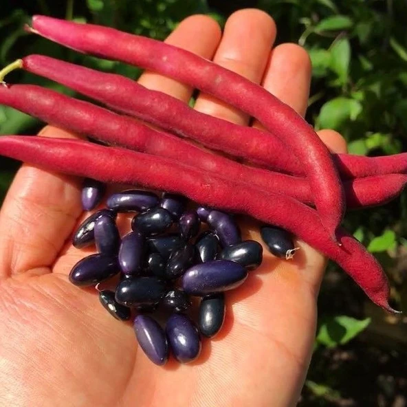 Ata Tohumları Cherokee Trail Of Tears Siyah Fasulye Tohumu (10 tohum ürün görseli