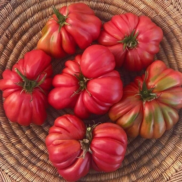 Pink Accordion Etli Pembe Domates Tohumu(15 tohum) ürün görseli