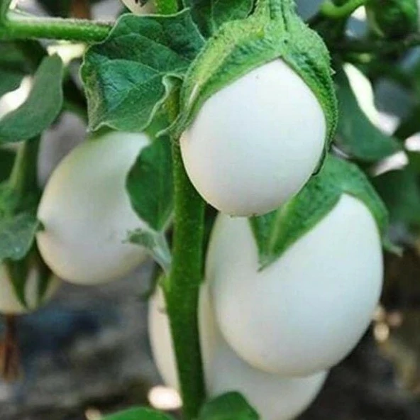Japanese Egg White Etli Yumurta Patlıcan Tohumu (15 tohum) ürün görseli