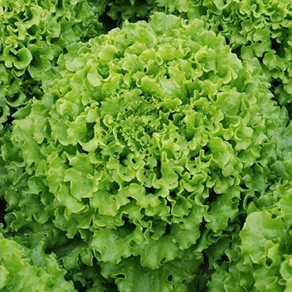 Geleneksel Ata Tohumları İvanka Yeşil Kıvırcık Marul Tohumu(800 tohum) ürün görseli