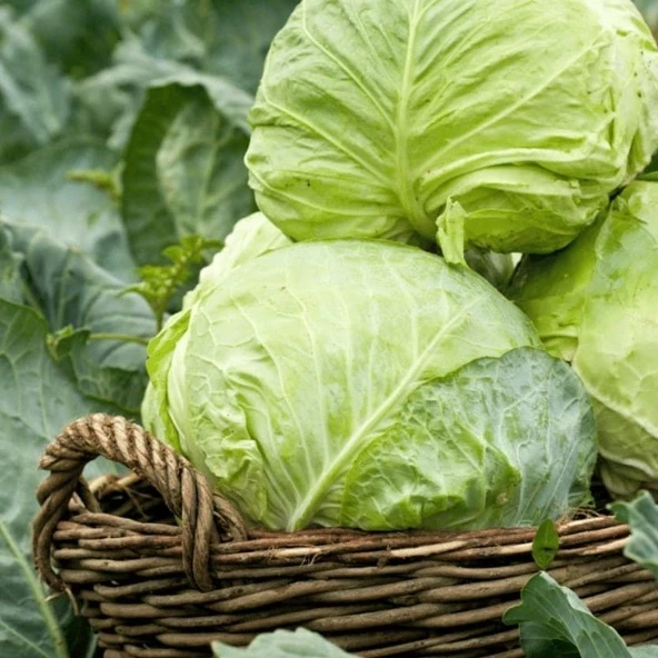 Ata Tohumları Dolmalık Sarmalık Yalova Beyaz Lahana Tohumu (100 tohum)